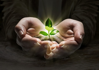 plant light in the hands, concept of new life