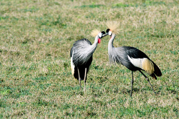 Vogelpaar