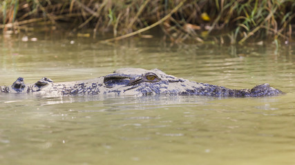 Saltwater crocodile