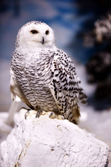 Snowy Owl