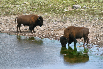 Bison Bull in Waterton lakes