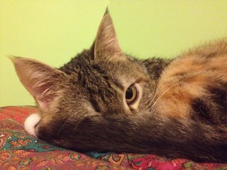 Gatto