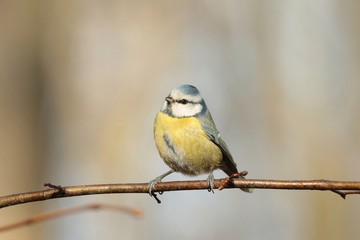 Blue tit - Parus caeruleus on a twig in the forest