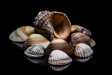 muszle © MaverickRose