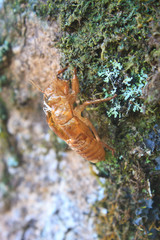 insect from Thailand