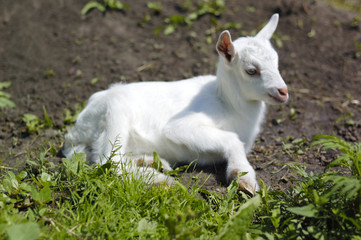 Baby goat in pasture