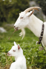 Obraz premium goats in pasture