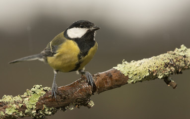 Pájaro bajo la lluvia