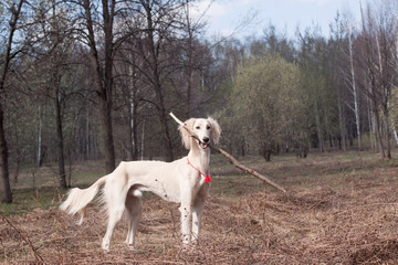 White saliki and stick