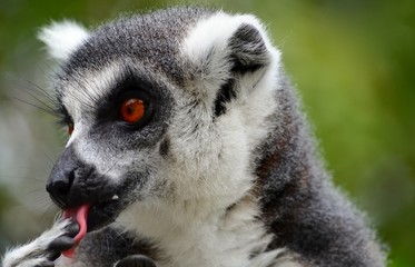 Katta (Lemur catta)