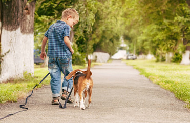 Little boy walking with his better friend - beagle puppy