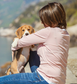 Little beagle puppy with woman