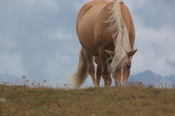 Cavallo selvaggio
