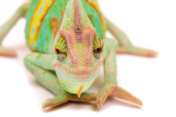 One Yemen chameleon