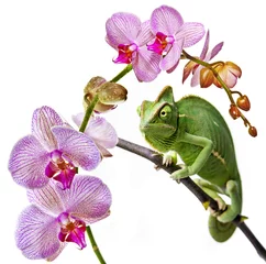 Photo sur Plexiglas Caméléon caméléon vert et orchidée rose