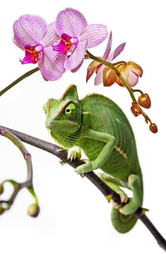 green chameleon  and pink orchid
