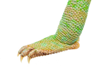 One leg Yemen chameleon