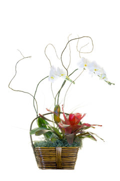 White Orchid Basket Arrangement