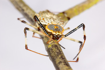 Yellow-black spider