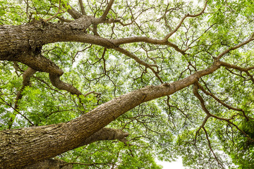 Tree view from below
