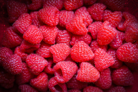 Closeup of fresh picked raspberries