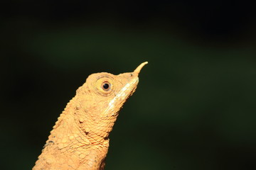 Rhino-horned lizard 