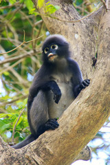 Spectacled langur sitting in a tree, Ang Thong National Marine P