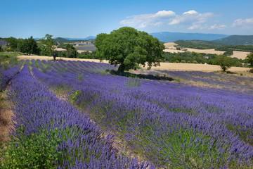 Beautiful lavender field in France