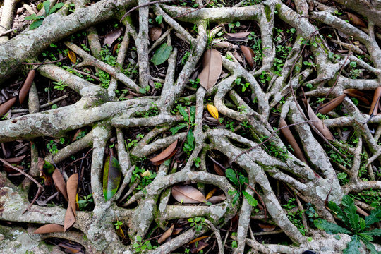 Wurzeln im Wald