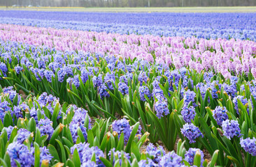 Beautiful hyacinth fields in Holland