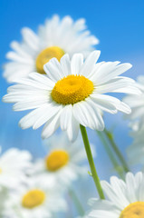 Beautiful daisies on a background of the sky