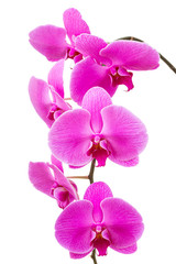 Fototapeta na wymiar Orchidea kwiat wyizolowanych promieniowania