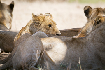 Lion pride rests in the shadow