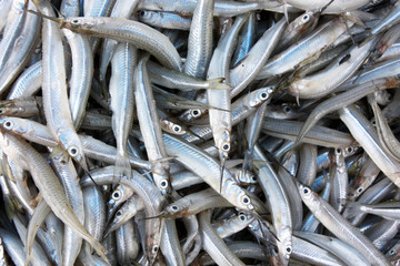 Southeast Asia - fish market