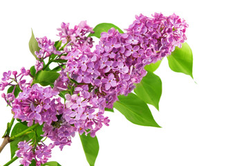 lilac branch isolated