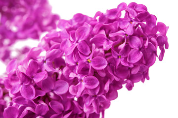 Fototapeta premium lilac branch isolated