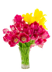 tulips in a vase isolated
