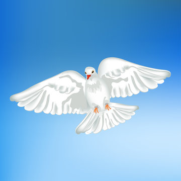 White pigeon flying