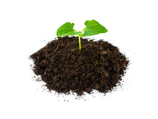Heap soil with a green plant sprout