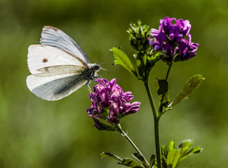 Kleiner Kohlweissling (Pieris rapae) auf Rotklee