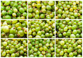 Gooseberries