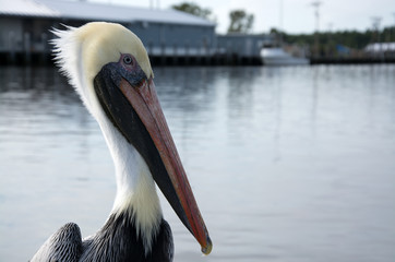 Pelikan in den Everglades, Florida, USA