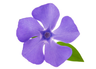 Obraz premium flower periwinkle