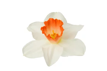 Crédence de cuisine en verre imprimé Narcisse narcissus flower isolated