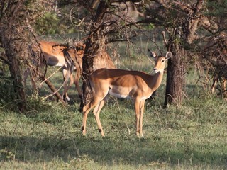 antilope