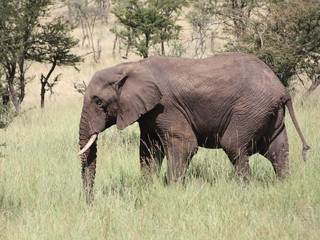 Fototapeta premium Elephant