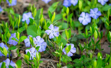 periwinkle flowers
