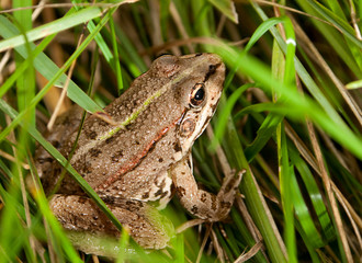 Frog wild nature