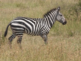 Fototapeta na wymiar Lone zebra
