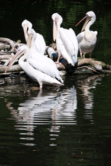 Pelicans